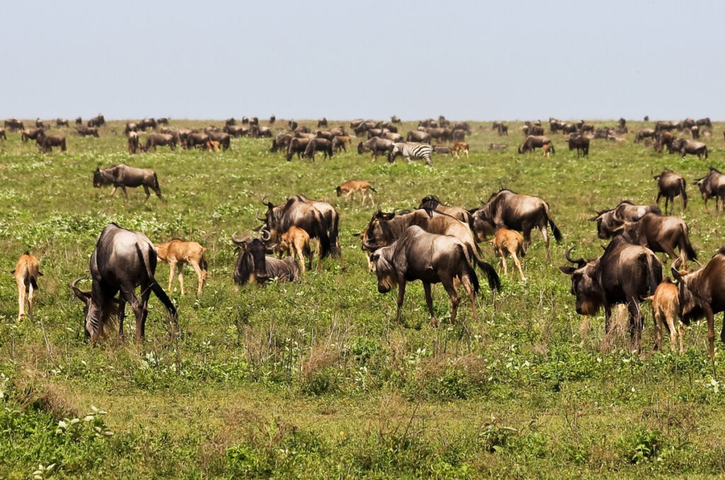 Top Rated Tanzania Safari & Zanzibar Packages for January 2026