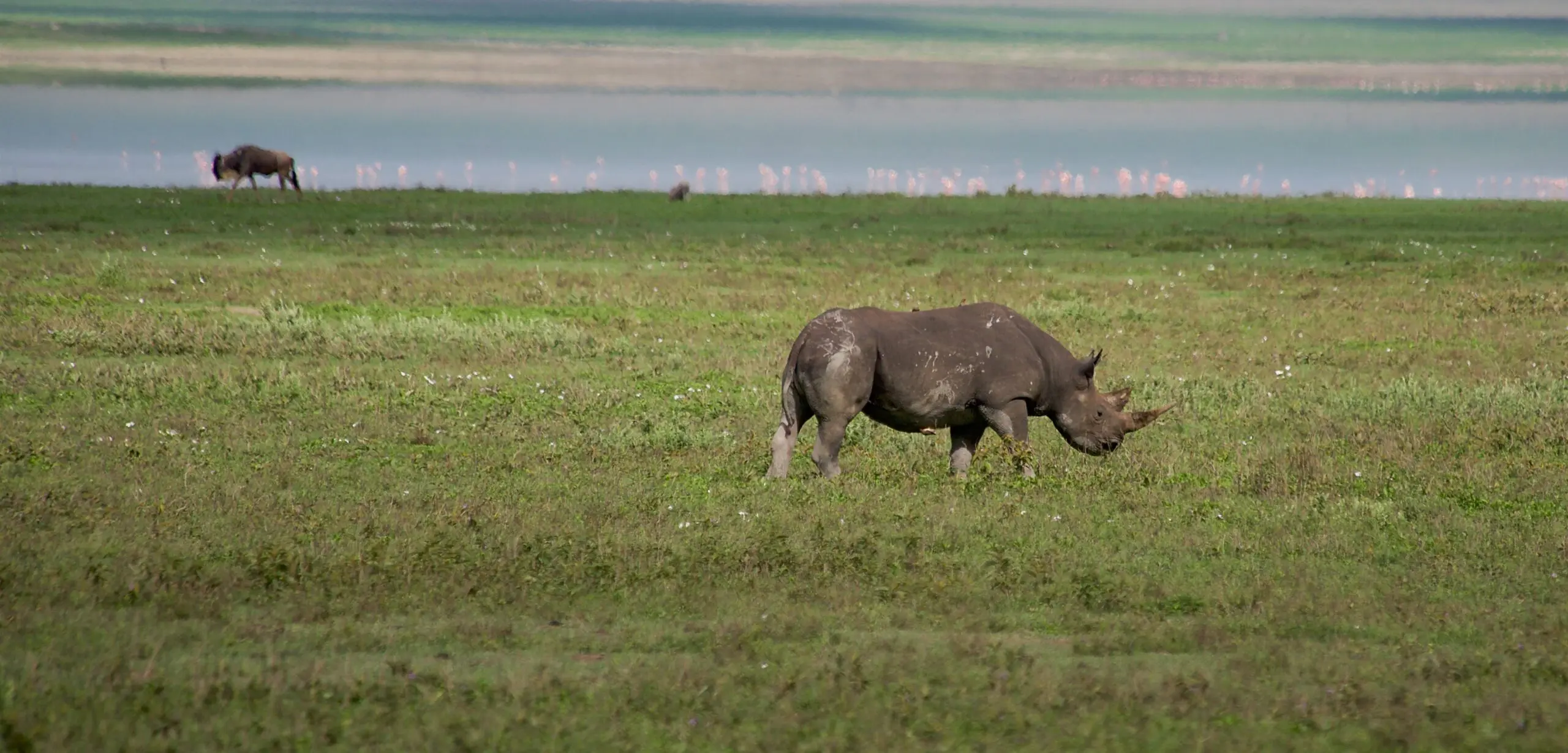 Big Five Safari &amp; Turquoise Seas: Your January 2026 Tanzania
