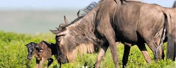 Big Five Safari &amp; Turquoise Seas: Your January 2026 Tanzania