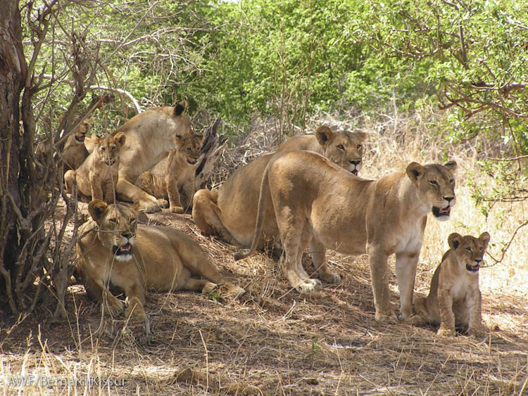 Tanzania Wildlife and Waves: Northern Safari and Zanzibar: January 2026