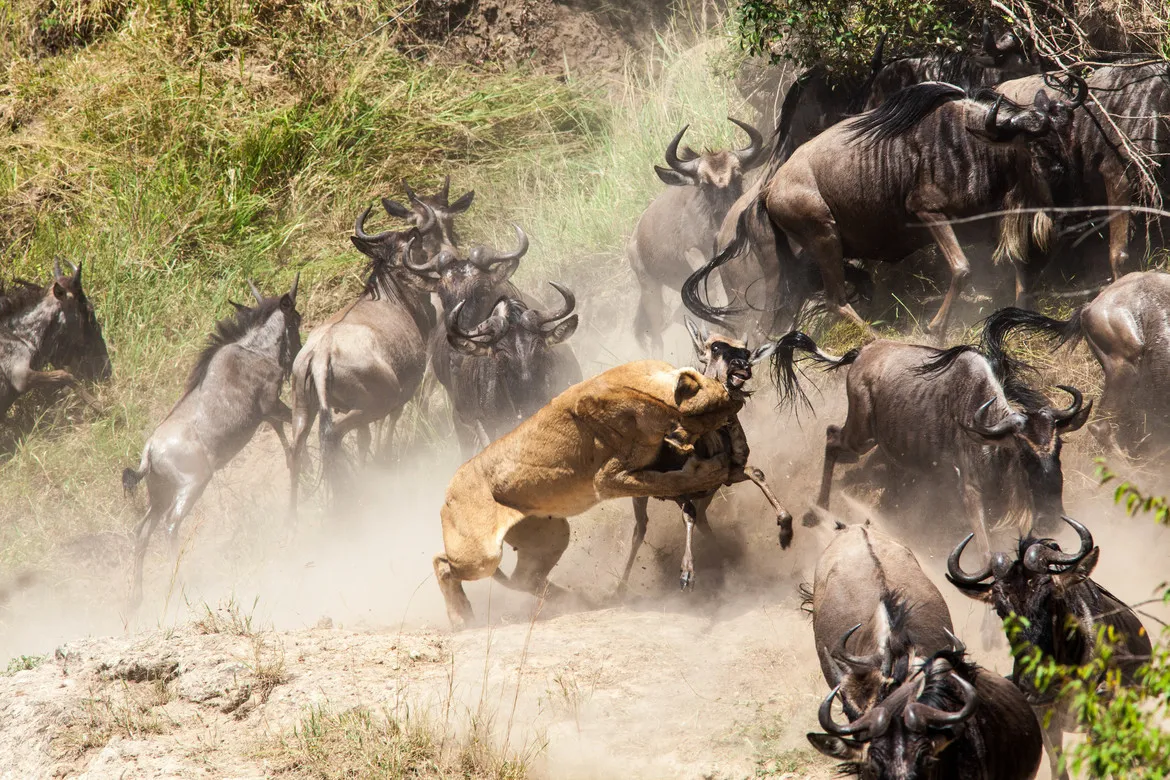 Best 10 Day Serengeti Migration Safari and Zanzibar Tropical Escape