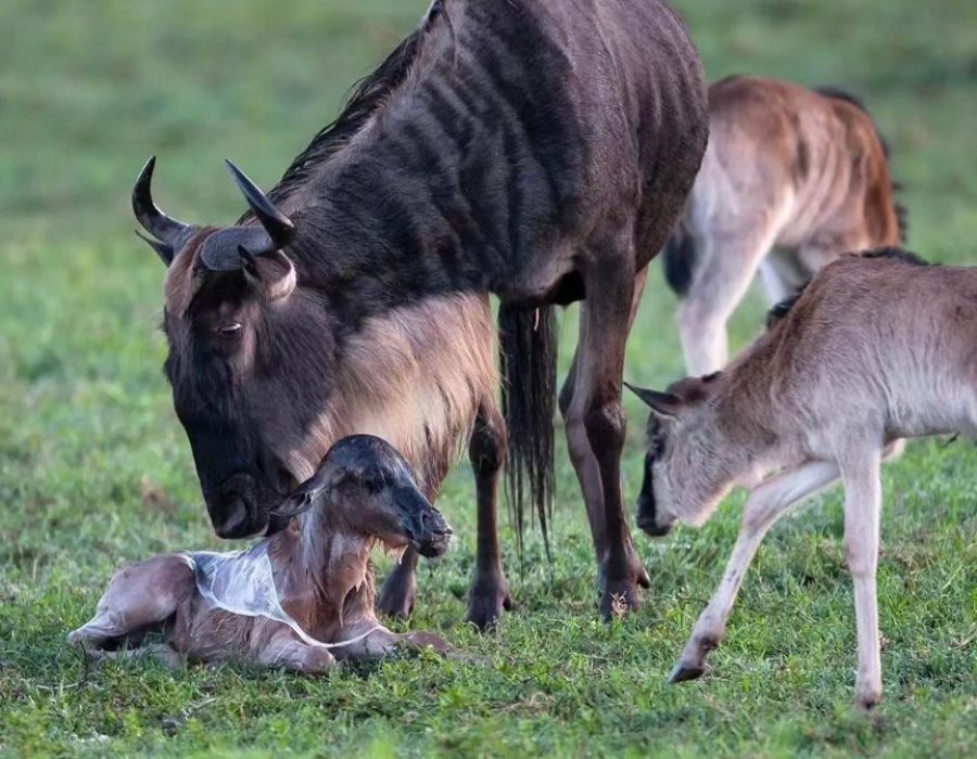 February Ndutu Calving Season: Witness the Birth of the Serengeti