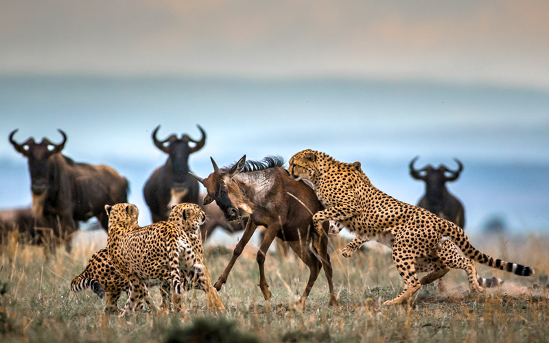 February Ndutu Calving Season: Witness the Birth of the Serengeti
