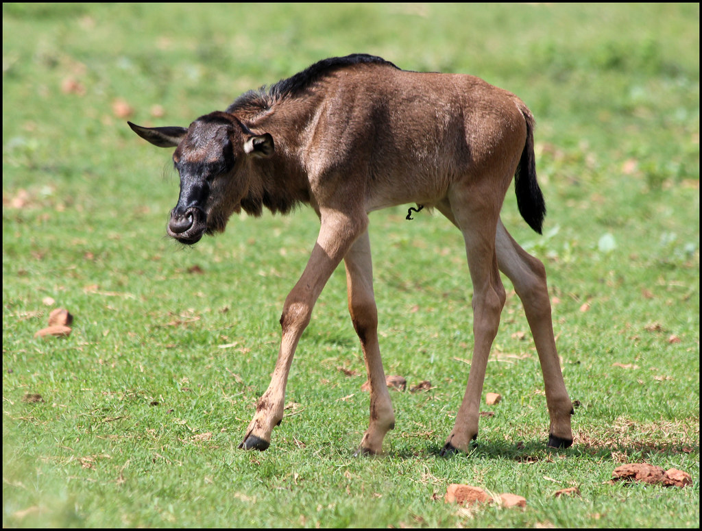 February Ndutu Calving Season: Witness the Birth of the Serengeti