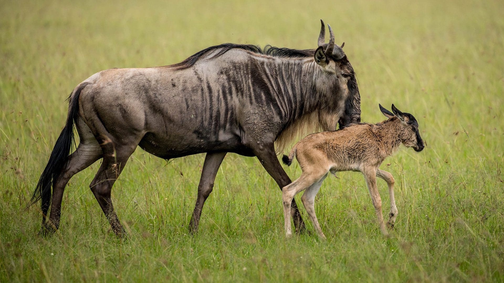 Ndutu Calving and Zanzibar: The Perfect February Bush to Beach Escape