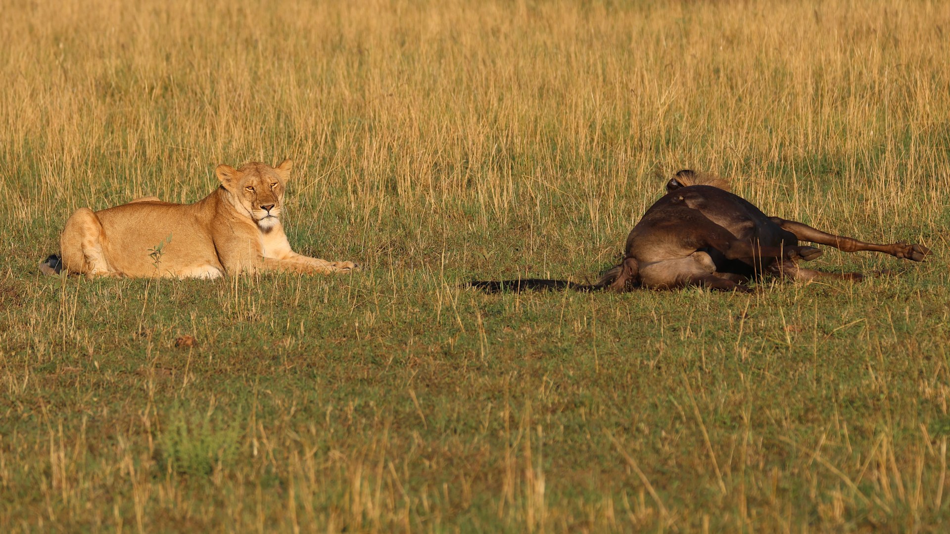 Ndutu Calving and Zanzibar: The Perfect February Bush to Beach Escape