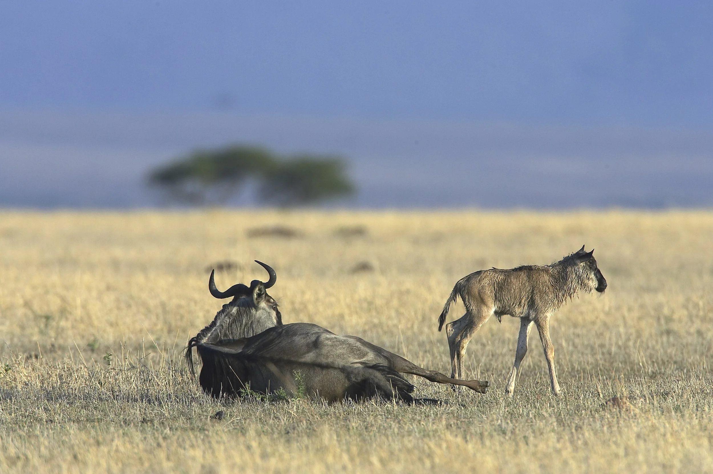 Ultimate 5-Day Ndutu Calving Safari: Peak Predator Action in February