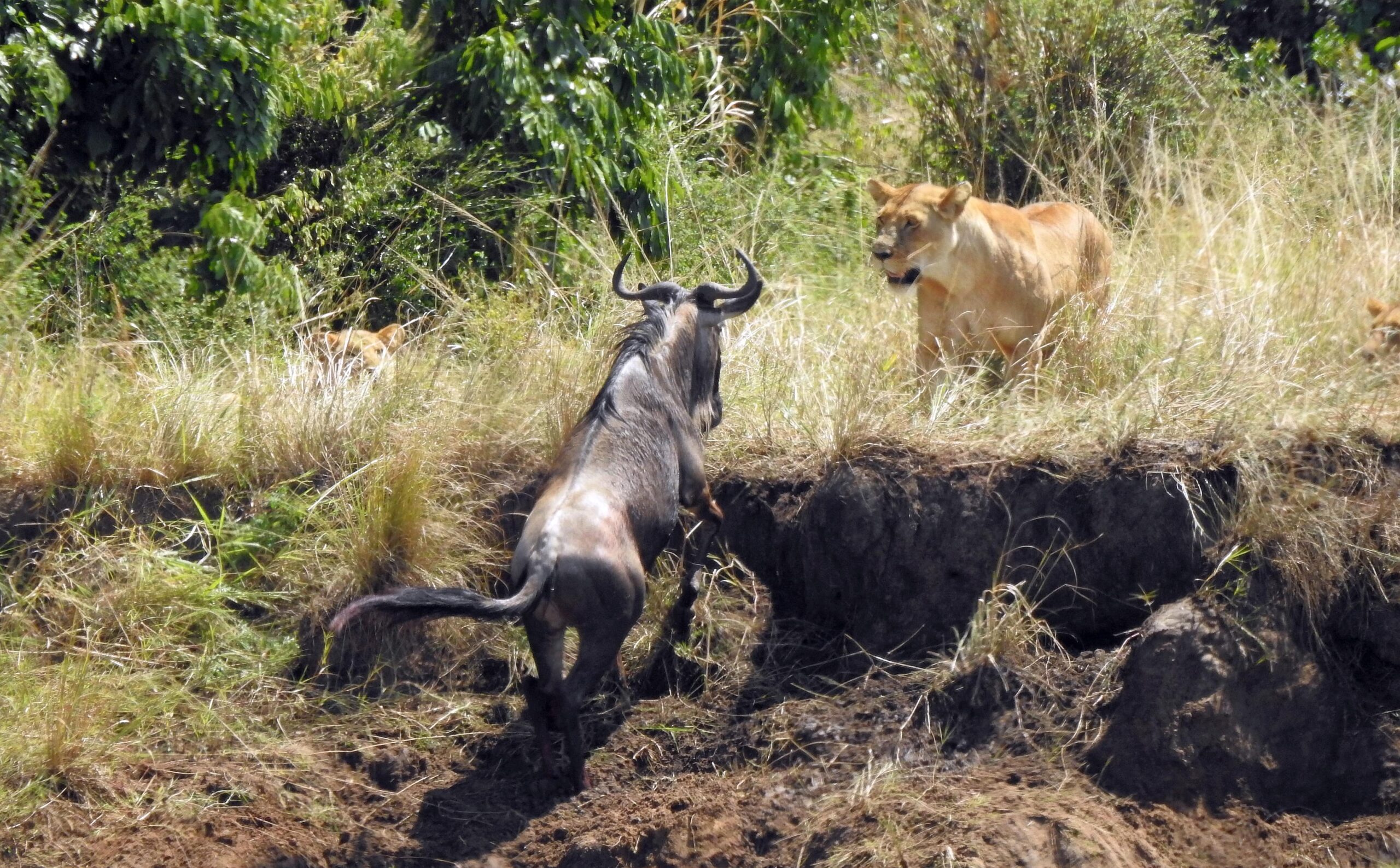 Ultimate 5-Day Ndutu Calving Safari: Peak Predator Action in February