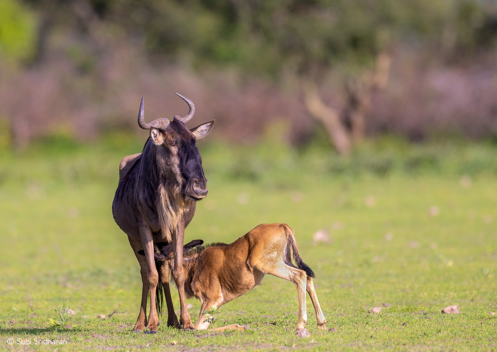 Valentine&rsquo;s Serengeti Calving: 4 Day Ndutu and Ngorongoro Escape