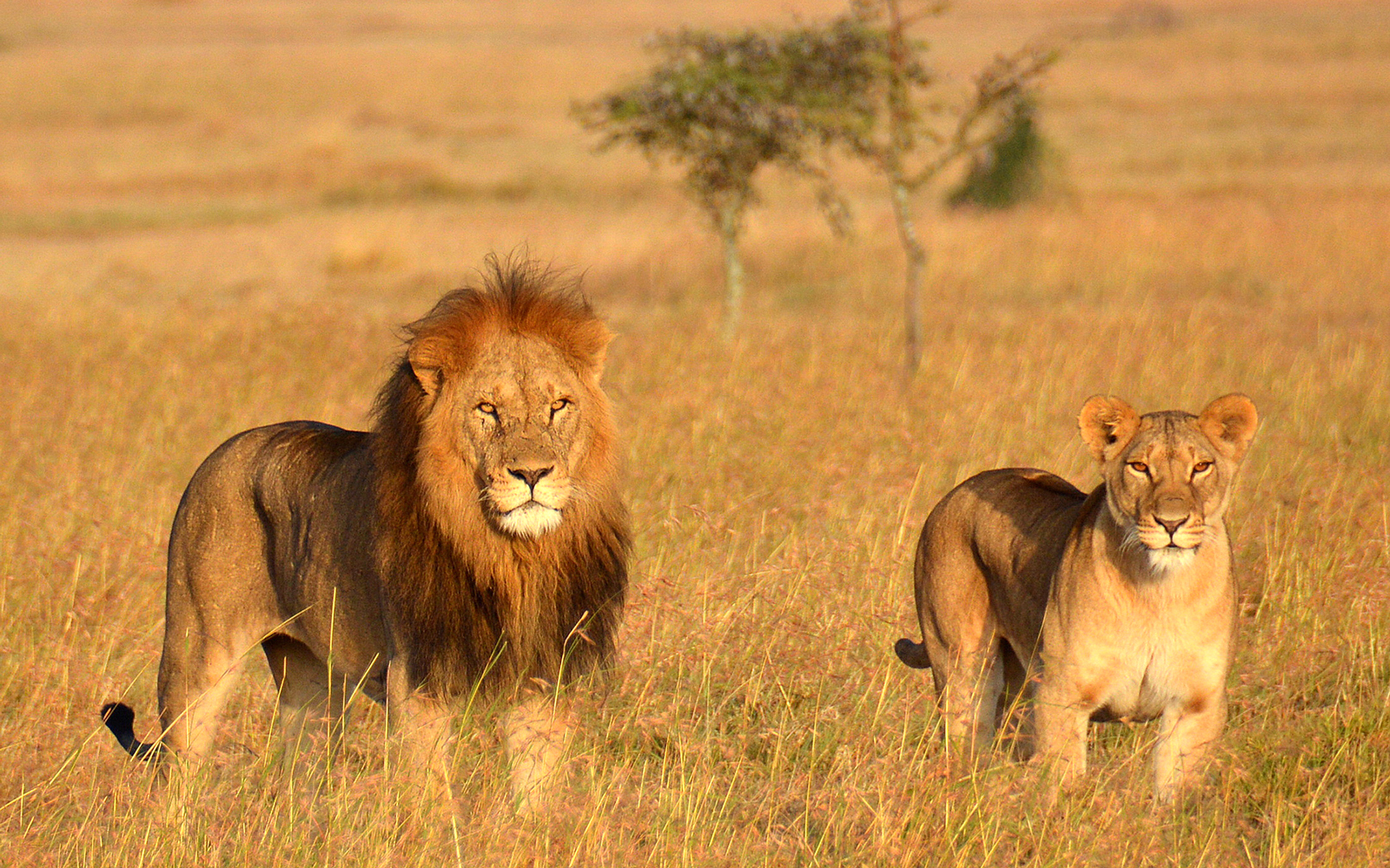 Valentine&rsquo;s Serengeti Calving: 4 Day Ndutu and Ngorongoro Escape
