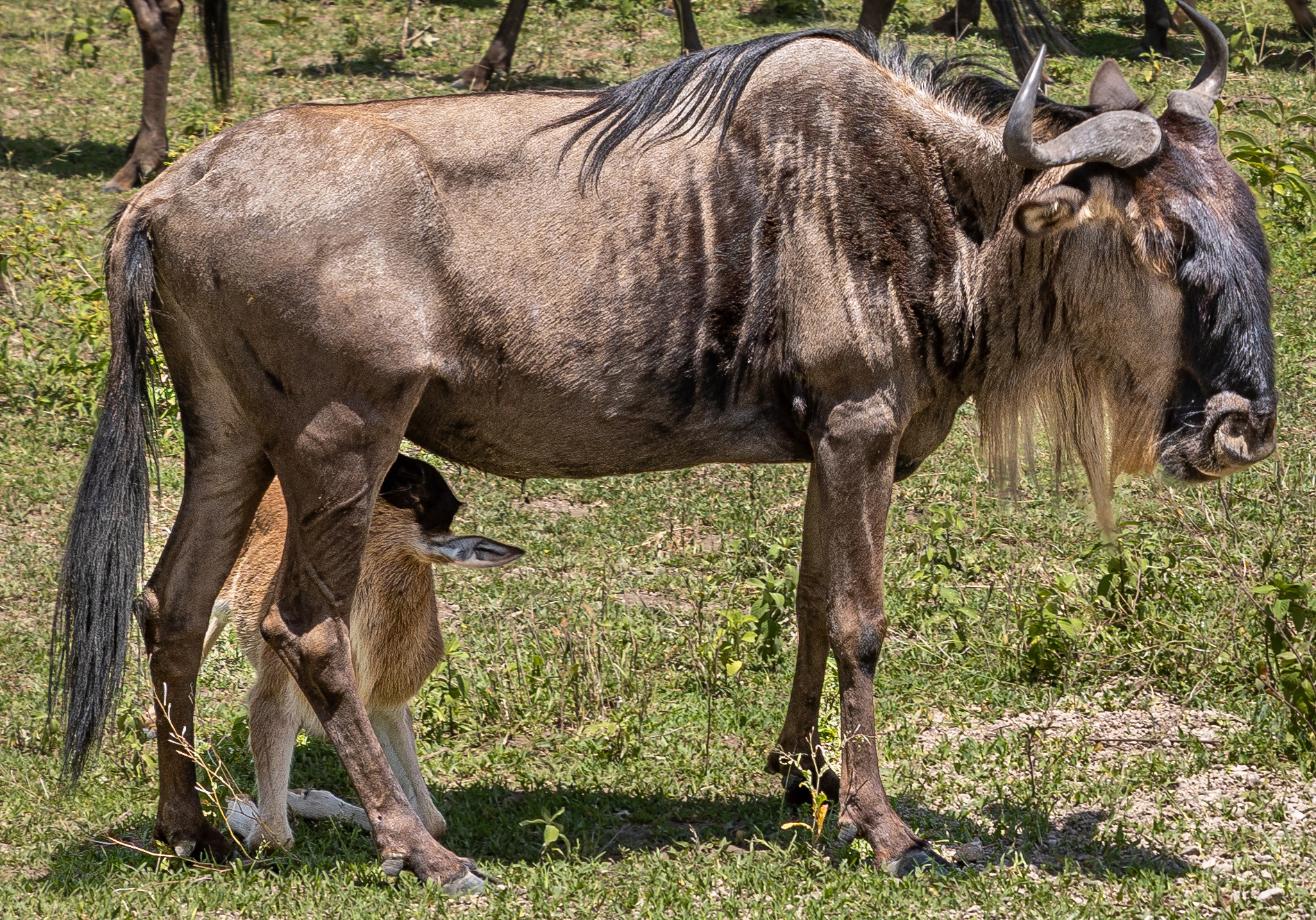 February Valentine Safari Escape: Serengeti, Ngorongoro and Zanzibar