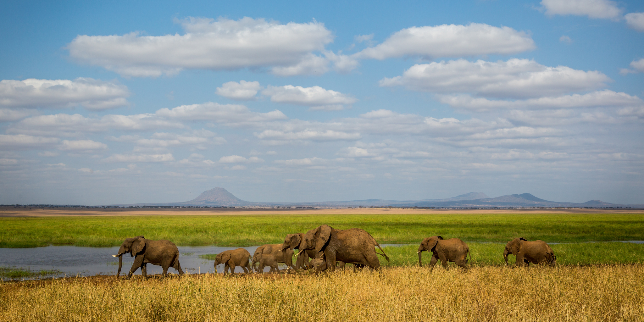 Valentine&rsquo;s Wild Escape: Serengeti Calving Safari