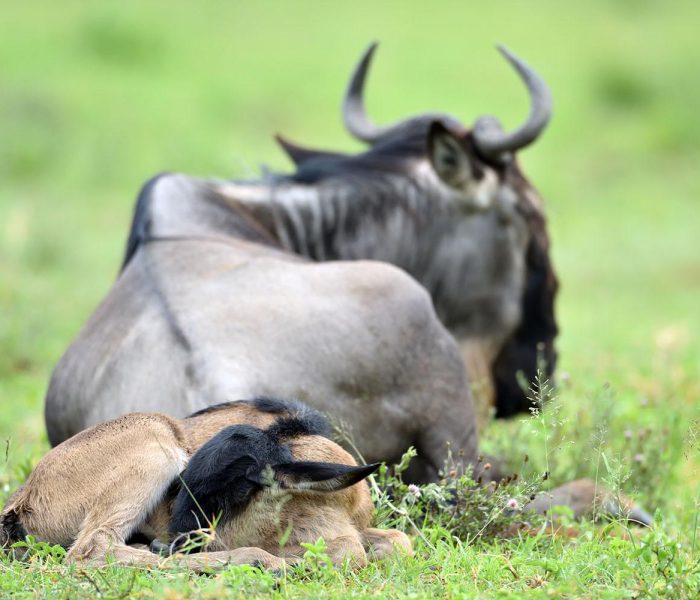Romantic Serengeti Calving: 8 Day Ndutu Adventure