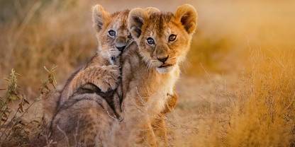 Valentine Safari Special: Serengeti Calving and Ngorongoro