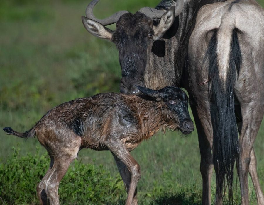 Valentine Safari Special: Serengeti Calving and Ngorongoro