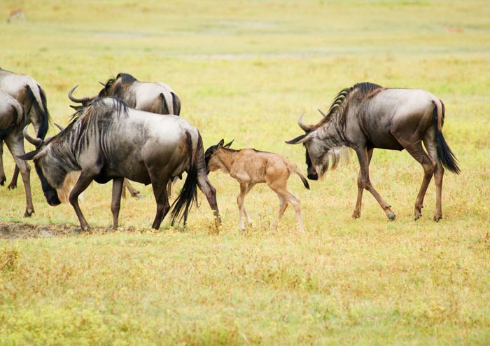 Spectacular Serengeti Calving: 8 Day Family Ndutu and Ngorongoro Adventure