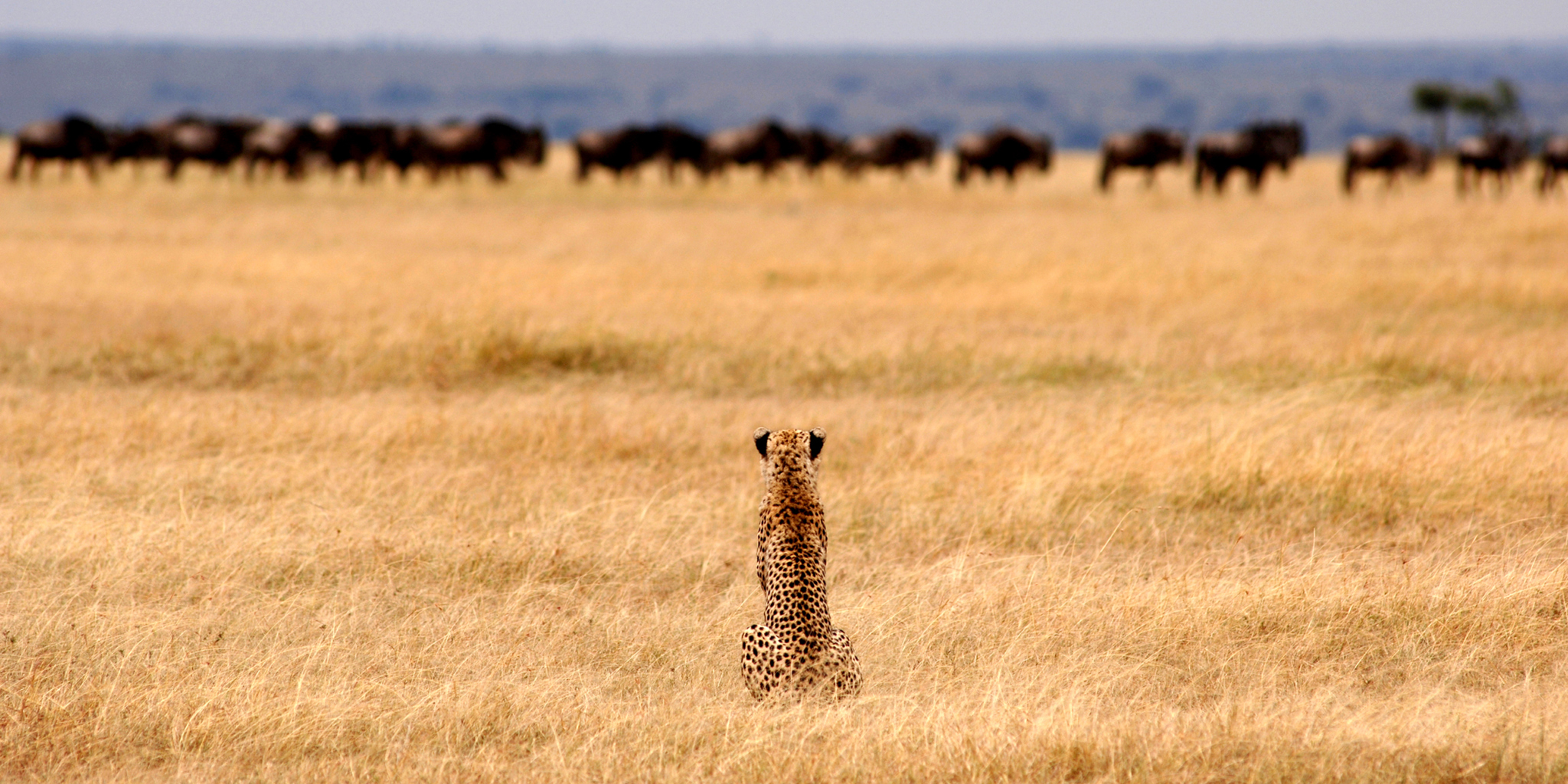 Ndutu Calving Season Photography Safari: Capture the Action in February