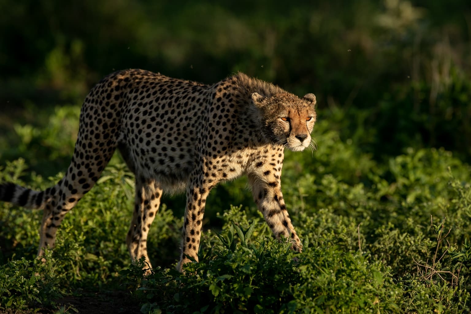 Ndutu Calving Season Photography Safari: Capture the Action in February