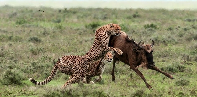 Exclusive Ndutu Honeymoon Safari | Off Road Calving Season