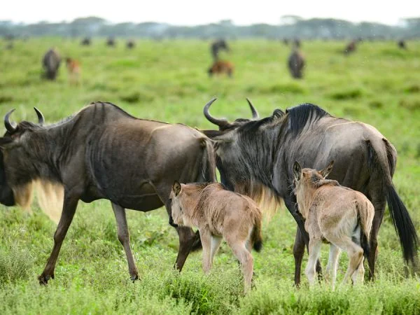 Ndutu Calving 2026: A Deep Dive into Tanzania&rsquo;s Southern Plains (Valentine&rsquo;s Offer)