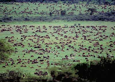 Ndutu Calving 2026: A Deep Dive into Tanzania&rsquo;s Southern Plains (Valentine&rsquo;s Offer)
