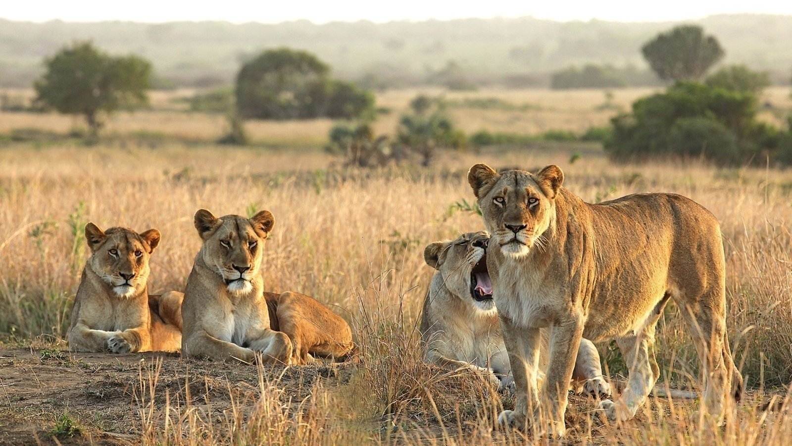 Best of Ndutu in February: Wildebeest Births and Big Cat Encounters