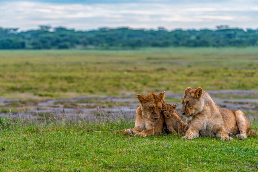 February in Ndutu: The Heart of the Calving Season &ndash; A Valentine&rsquo;s Safari Experience