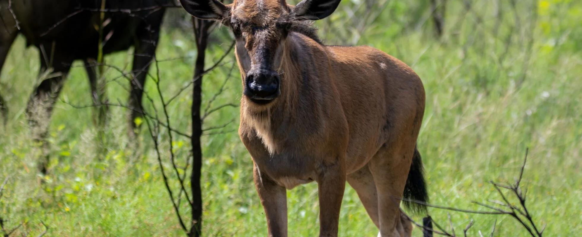 February in Ndutu: The Heart of the Calving Season &ndash; A Valentine&rsquo;s Safari Experience