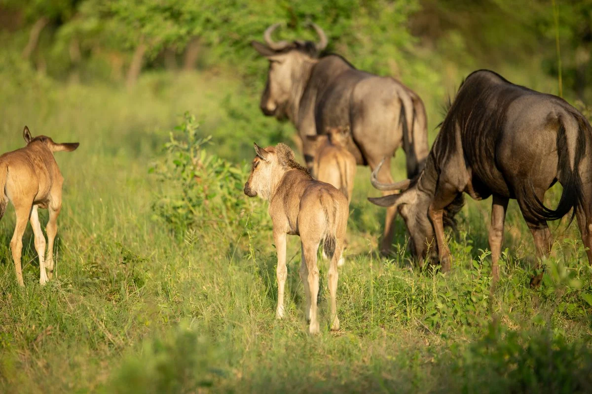 Experience the Magic: Ndutu Calving Safari and Zanzibar Relaxation