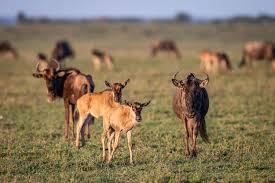 Serengeti Births: Top Rated February Ndutu Solo Safari Package