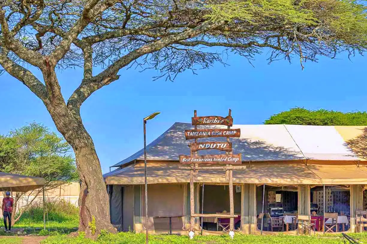 Serengeti Births: Top Rated February Ndutu Solo Safari Package