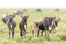 Serengeti Births: Top Rated February Ndutu Solo Safari Package