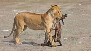 A Guide to Ndutu Calving Season: Best Time, Lodges, and Travel Tips