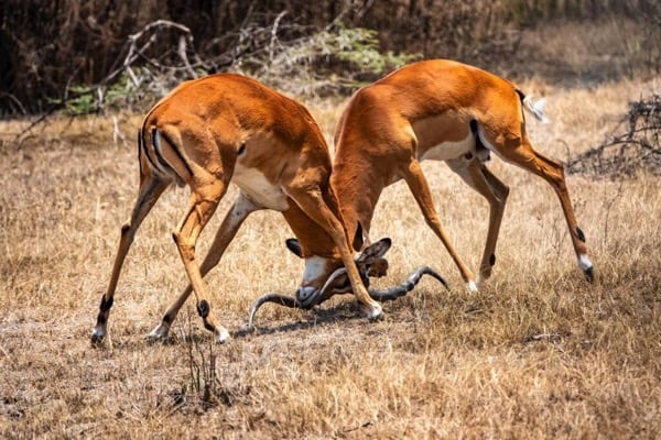 Why February Is the Best Month for an Ndutu Calving Safari