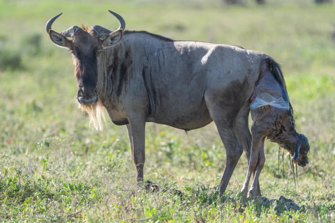 Why February Is the Best Month for an Ndutu Calving Safari