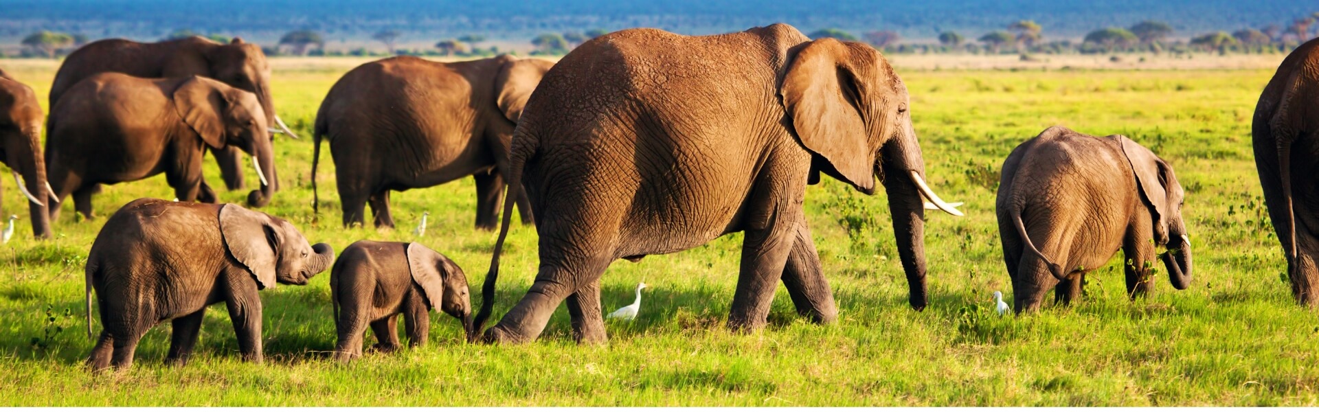 Why February Is the Best Month for an Ndutu Calving Safari
