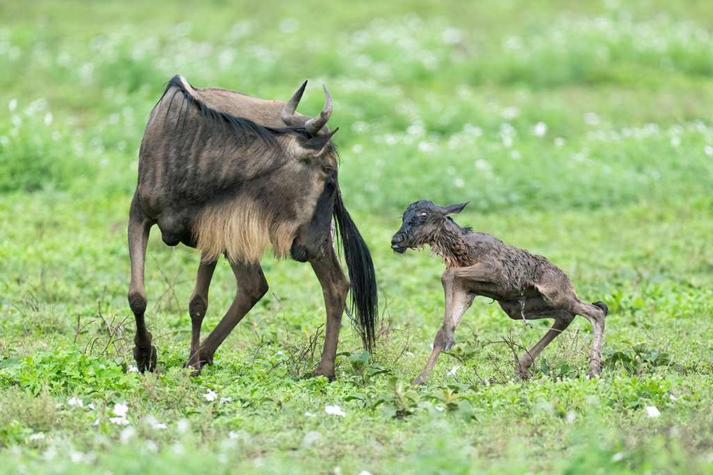 Safari and Sea: Combining Ndutu Calving with a Zanzibar Holiday