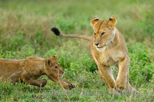 Why February Is the Best Time to See the Calving Season in Serengeti National Park