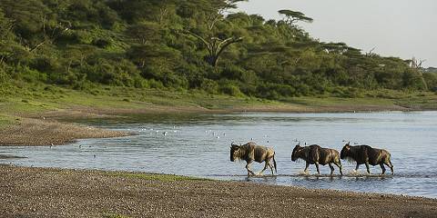 Why February Is the Best Time to See the Calving Season in Serengeti National Park