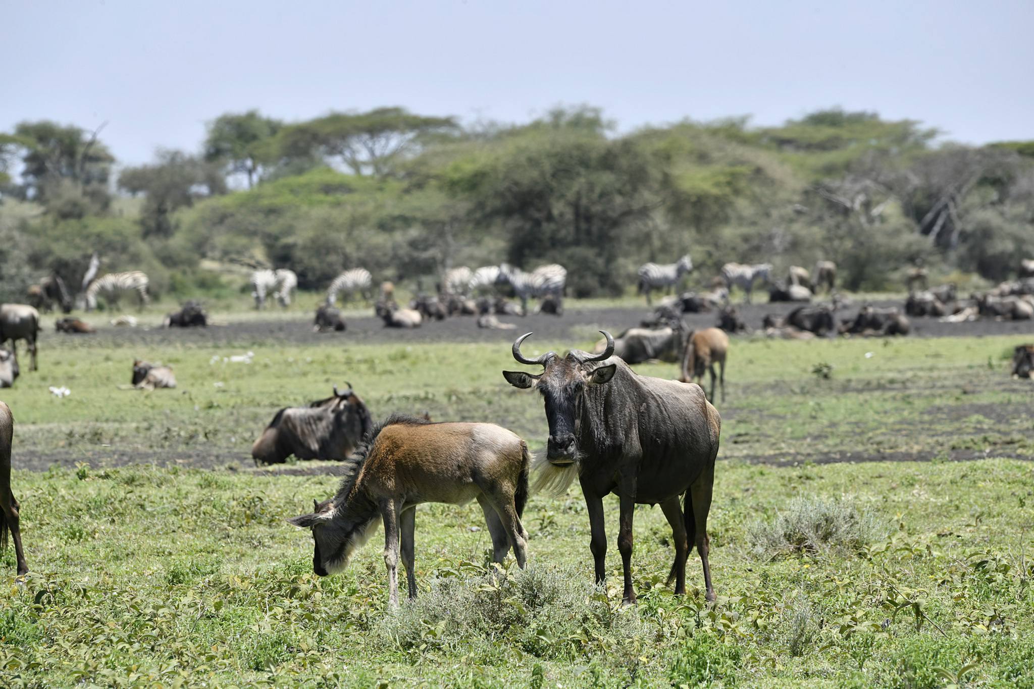 Why February Is the Best Time to See the Calving Season in Serengeti National Park