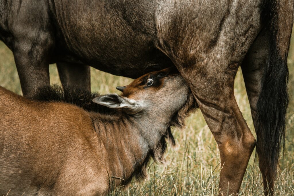 February Safari in Serengeti National Park: Witness the Calving Season Up Close February Safari in Serengeti National Park: Witness the Calving Season Up Close