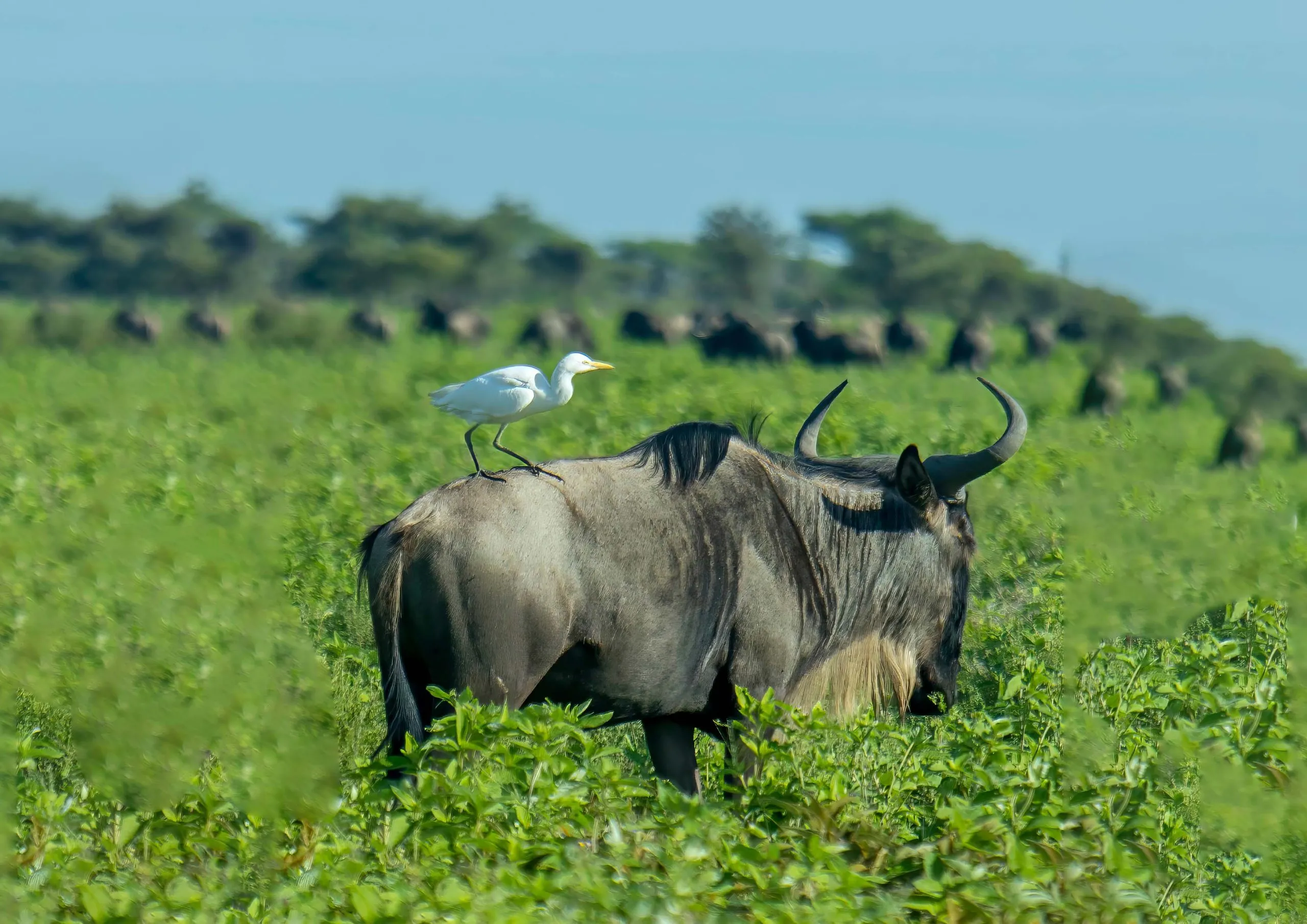 February Safari in Serengeti National Park: Witness the Calving Season Up Close February Safari in Serengeti National Park: Witness the Calving Season Up Close