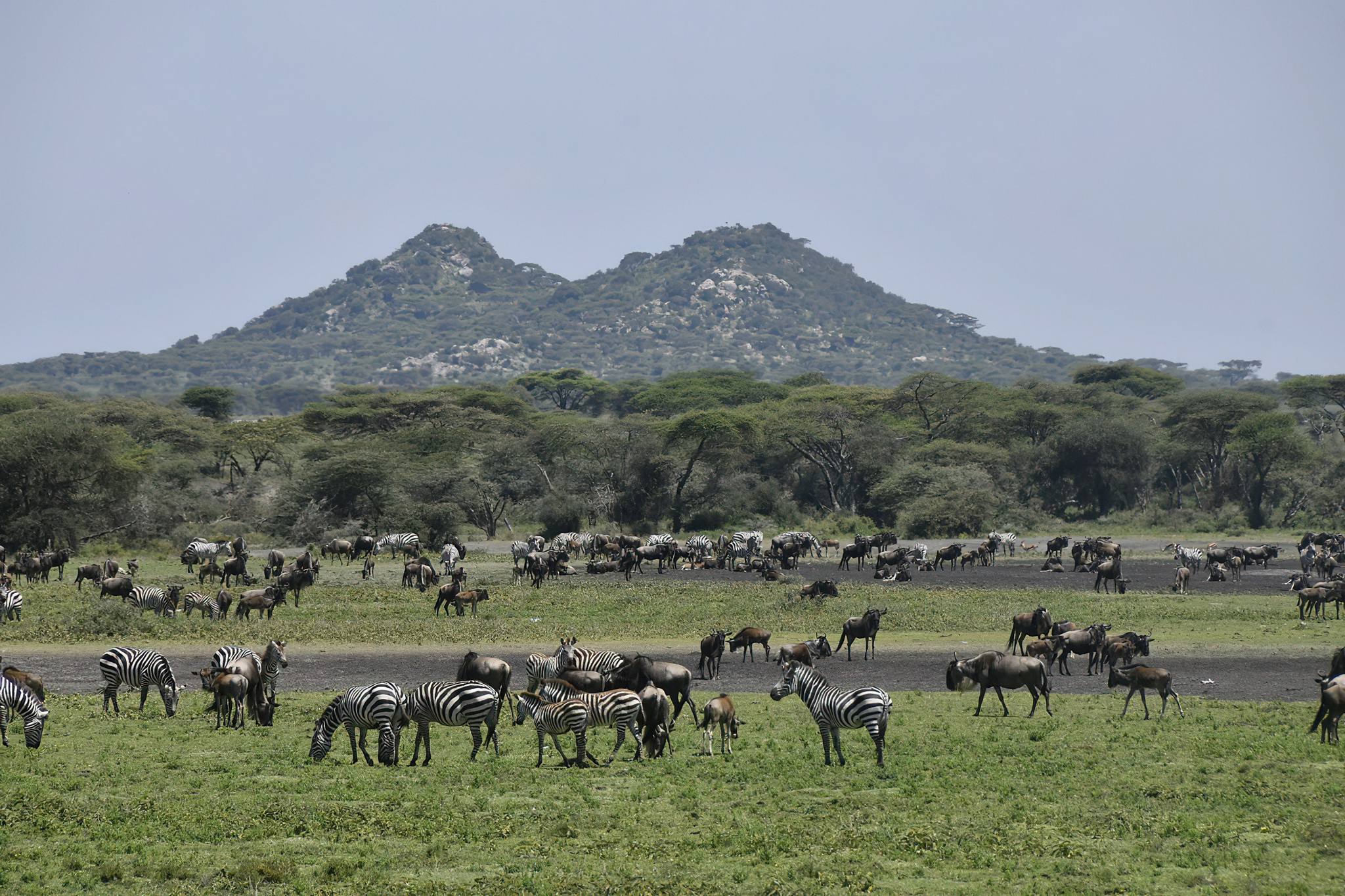 February Safari in Serengeti National Park: Witness the Calving Season Up Close February Safari in Serengeti National Park: Witness the Calving Season Up Close