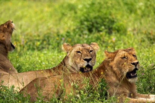Serengeti Calving Season in February: What to Expect on Safari