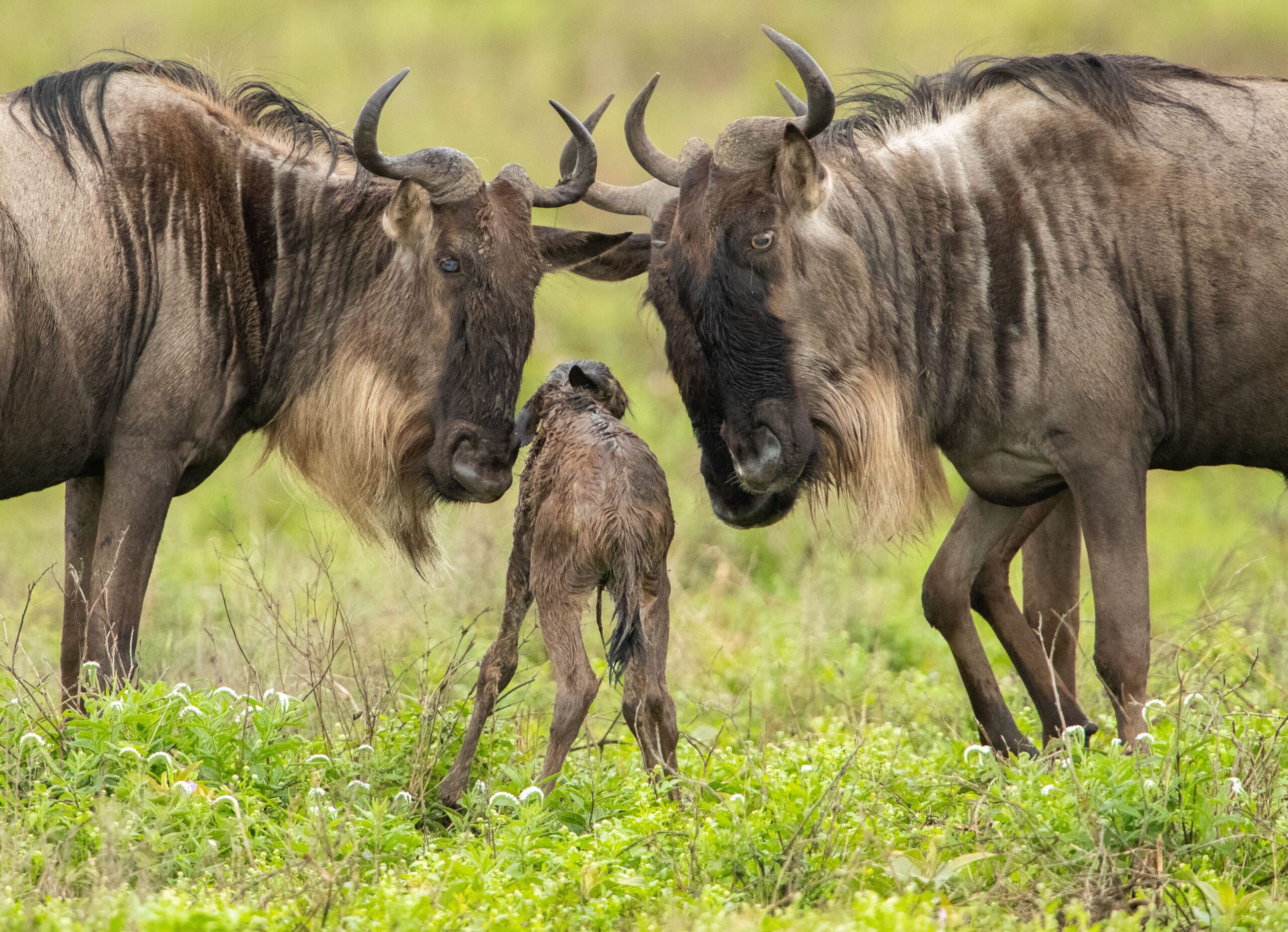 Serengeti Calving Season in February: What to Expect on Safari