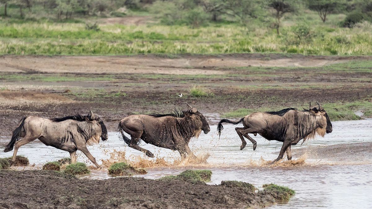 February in Serengeti National Park: The Calving Season Experience