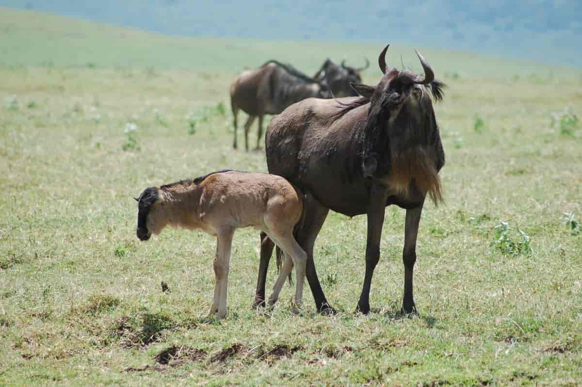 Top Reasons to Visit Serengeti in February for Calving Season