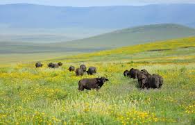 Top Reasons to Visit Serengeti in February for Calving Season