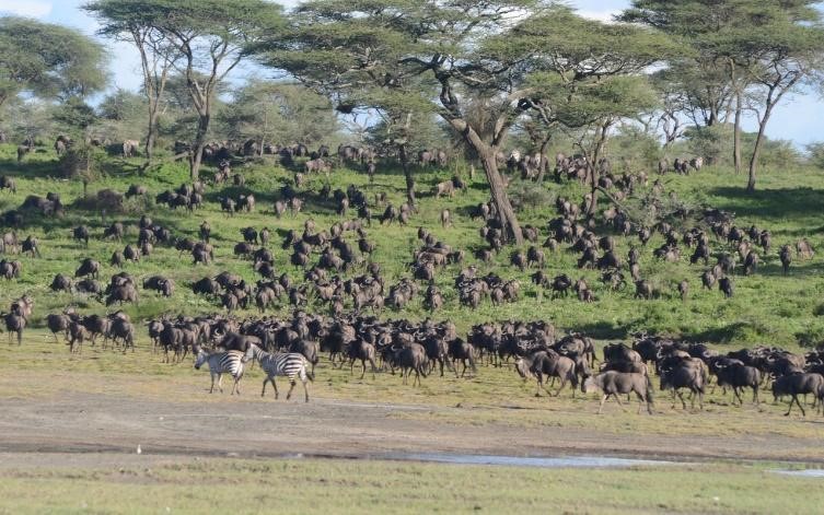 February Wildlife Safari in Serengeti National Park: The Magic of Calving Season February Wildlife Safari in Serengeti National Park: The Magic of Calving Season