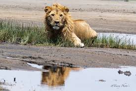 February Wildlife Safari in Serengeti National Park: The Magic of Calving Season February Wildlife Safari in Serengeti National Park: The Magic of Calving Season